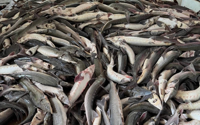 ca-chet-sau-bao ca-chet-sau-bao-so-10