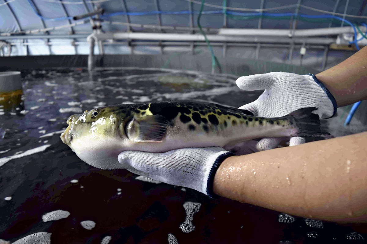 Hanh-trinh-ca-noc-khong-doc ca-noc-khong-doc